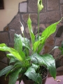 Спатифилум малък (Spathiphyllum)