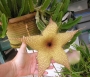Стапелия гигантея жълта (Stapelia gigantea)