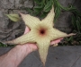 Стапелия гигантея жълта (Stapelia gigantea)