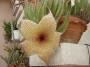 Стапелия гигантея жълта (Stapelia gigantea)