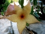 Стапелия гигантея жълта (Stapelia gigantea)