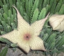 Стапелия гигантея жълта (Stapelia gigantea)