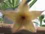 Стапелия гигантея жълта (Stapelia gigantea)