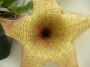 Стапелия гигантея жълта (Stapelia gigantea)