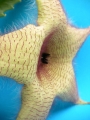 Стапелия гигантея жълта (Stapelia gigantea)