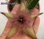 Стапелия гигантея (Stapelia gigantea Hybride violaverde)