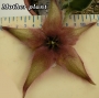 Стапелия гигантея (Stapelia gigantea Hybride violaverde)