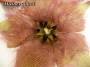 Стапелия гигантея (Stapelia gigantea Hybride violaverde)