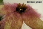 Стапелия гигантея (Stapelia gigantea Hybride violaverde)