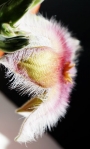 Стапелия гигантея (Stapelia gigantea Hybride violaverde)