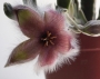 Стапелия гигантея (Stapelia gigantea Hybride violaverde)