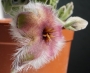 Стапелия гигантея (Stapelia gigantea Hybride violaverde)