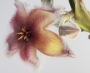 Стапелия гигантея (Stapelia gigantea Hybride violaverde)
