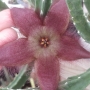 Стапелия хирсута (Stapelia hirsuta)