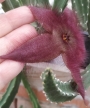 Стапелия хирсута (Stapelia hirsuta)