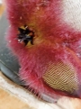 Стапелия хирсута (Stapelia hirsuta)