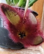 Стапелия хирсута (Stapelia hirsuta)