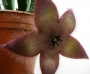 Стапелия хирсута (Stapelia hirsuta Phel)