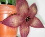 Стапелия хирсута (Stapelia hirsuta Phel)