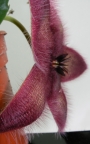Стапелия хирсута (Stapelia hirsuta Phel)