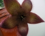 Стапелия хирсута (Stapelia hirsuta Phel)