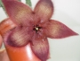 Стапелия хирсута (Stapelia hirsuta Phel)