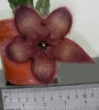 Стапелия хирсута (Stapelia hirsuta Phel)