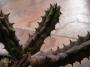 Стапелия (Stapelia)