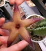 Стапелия (Stapelia sp.)
