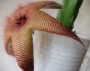 Стапелия (Stapelia sp.)