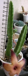 Стапелия (Stapelia sp.)