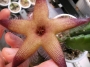 Стапелия (Stapelia sp.)