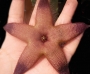 Стапелия (Stapelia sp.)