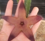 Стапелия (Stapelia sp.)