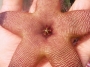 Стапелия (Stapelia sp.)