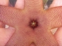 Стапелия (Stapelia sp.)