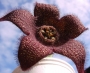 Стапелия (Stapelia berlinensis)