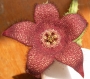 Стапелия (Stapelia berlinensis)