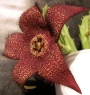 Стапелия (Stapelia berlinensis)
