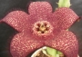 Стапелия (Stapelia berlinensis)