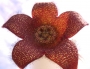 Стапелия (Stapelia berlinensis)
