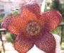 Стапелия (Stapelia berlinensis)
