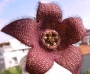 Стапелия (Stapelia berlinensis)