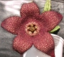 Стапелия (Stapelia berlinensis)