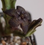 Стапелия (Stapelia cedrimontana)