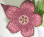 Стапелия (Stapelia comparabilis)