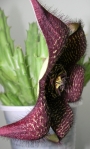 Стапелия (Stapelia comparabilis)