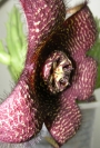 Стапелия (Stapelia comparabilis)