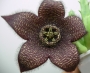 Стапелия (Stapelia comparabilis)
