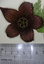Стапелия (Stapelia comparabilis)